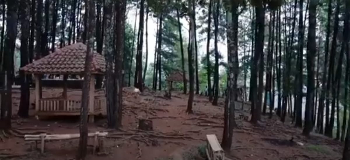 Leuweung Oko D'Great